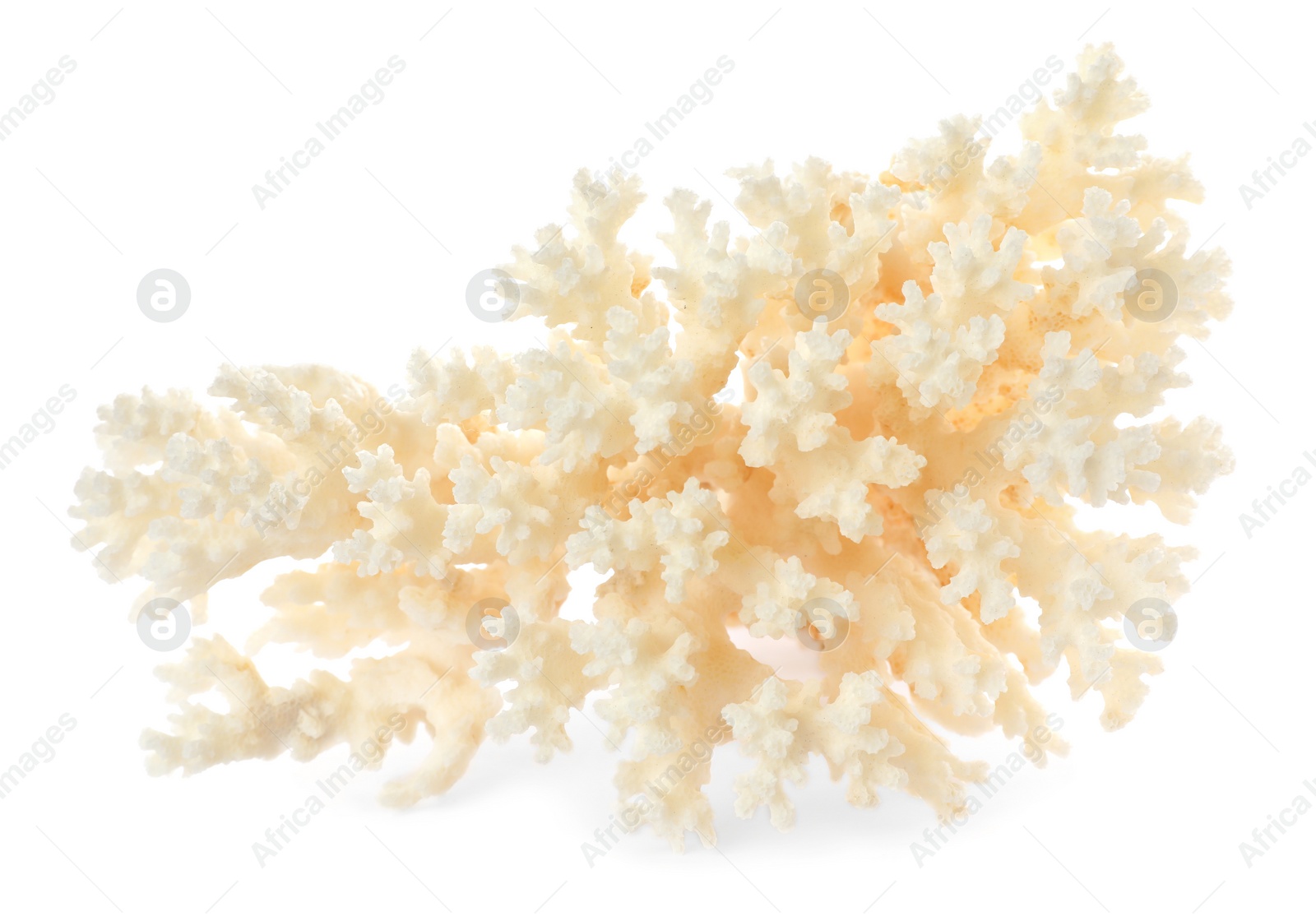 Photo of Beautiful exotic sea coral isolated on white