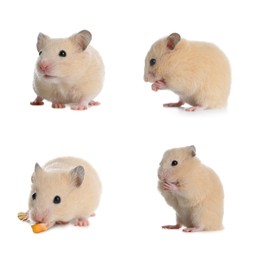Set with cute funny hamsters on white background