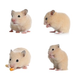 Image of Set with cute funny hamsters on white background