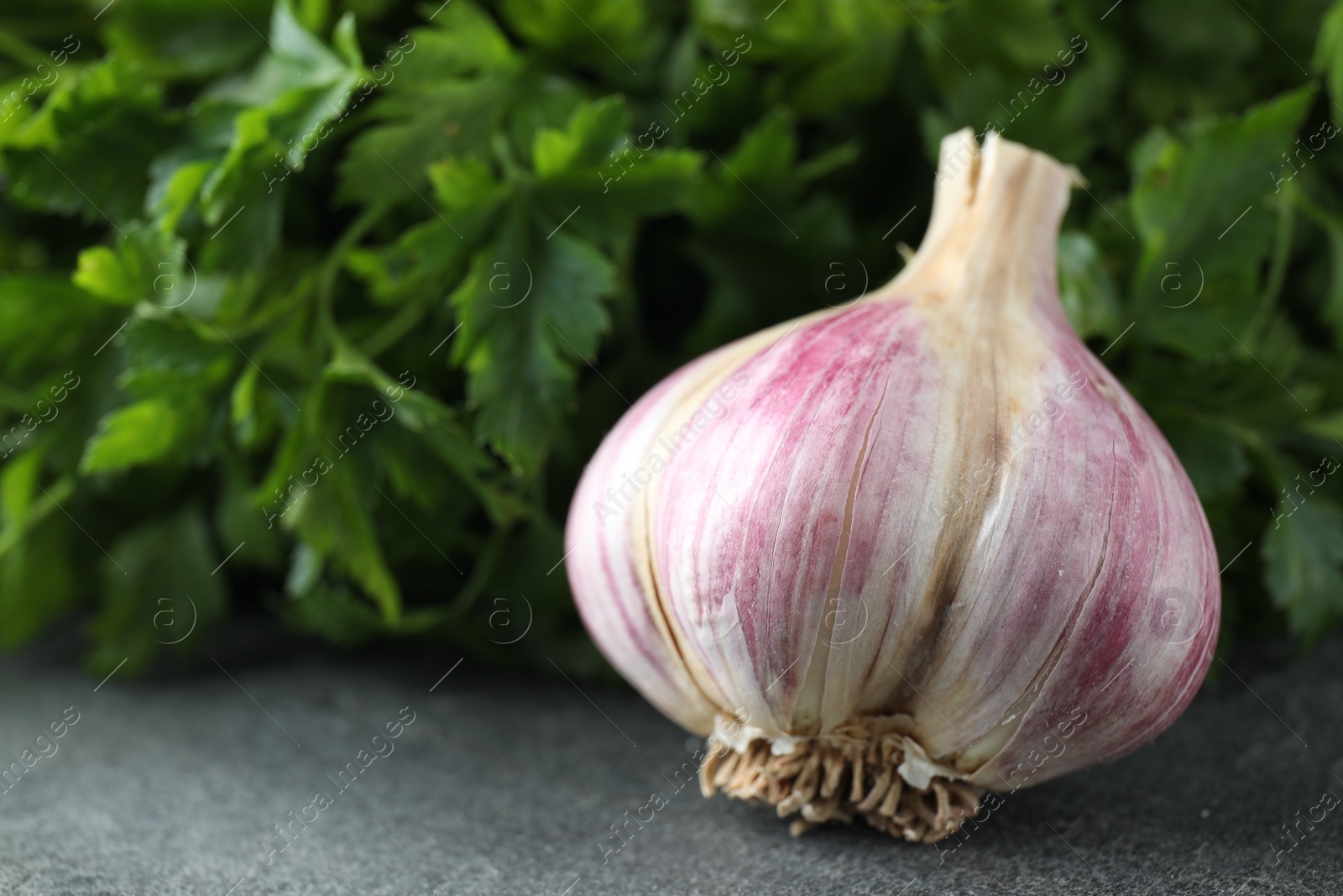 Photo of Fresh raw garlic and parsley on grey table, closeup. Space for text