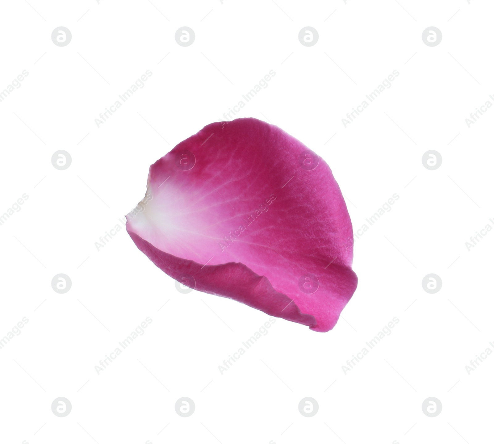 Photo of Pink rose flower petal on white background