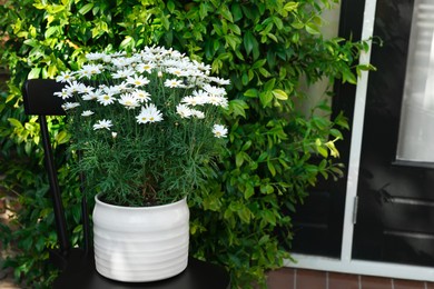 Beautiful blooming daisy plant in flowerpot on black chair outdoors
