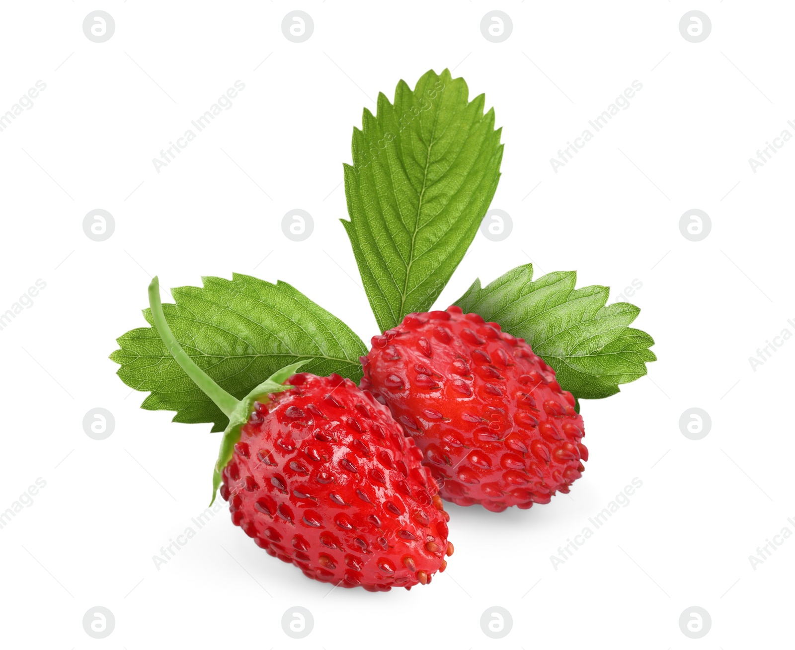 Image of Fresh ripe wild strawberries with green leaves isolated on white