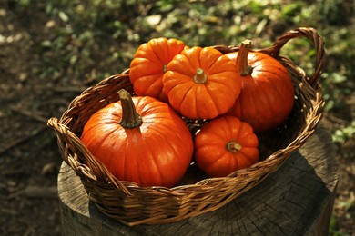 Photo of Wicker basket with many pumpkins in garden