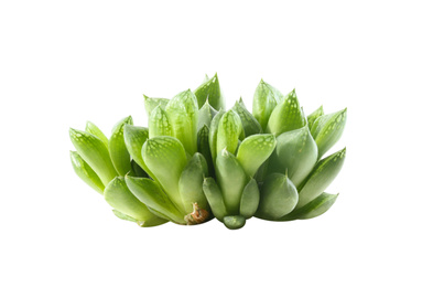 Photo of Beautiful echeveria isolated on white. Succulent plant