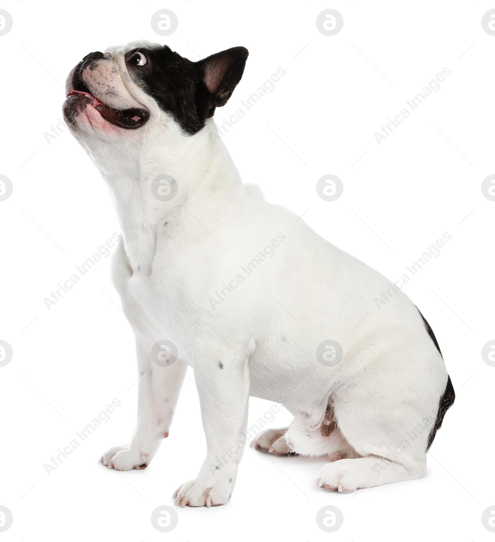 Photo of French bulldog on white background. Adorable pet