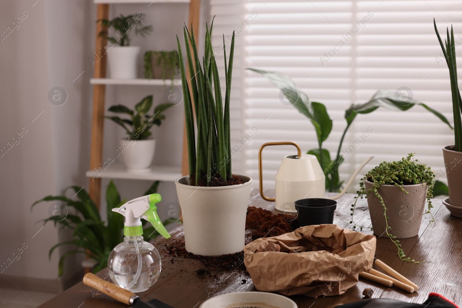 Photo of Potted houseplants, soil and tools for transplanting on wooden table