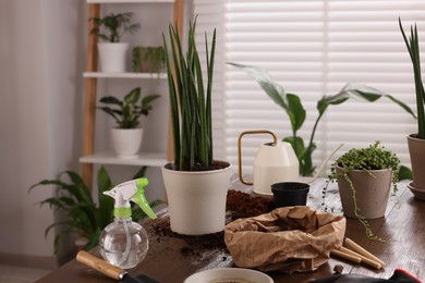 Potted houseplants, soil and tools for transplanting on wooden table