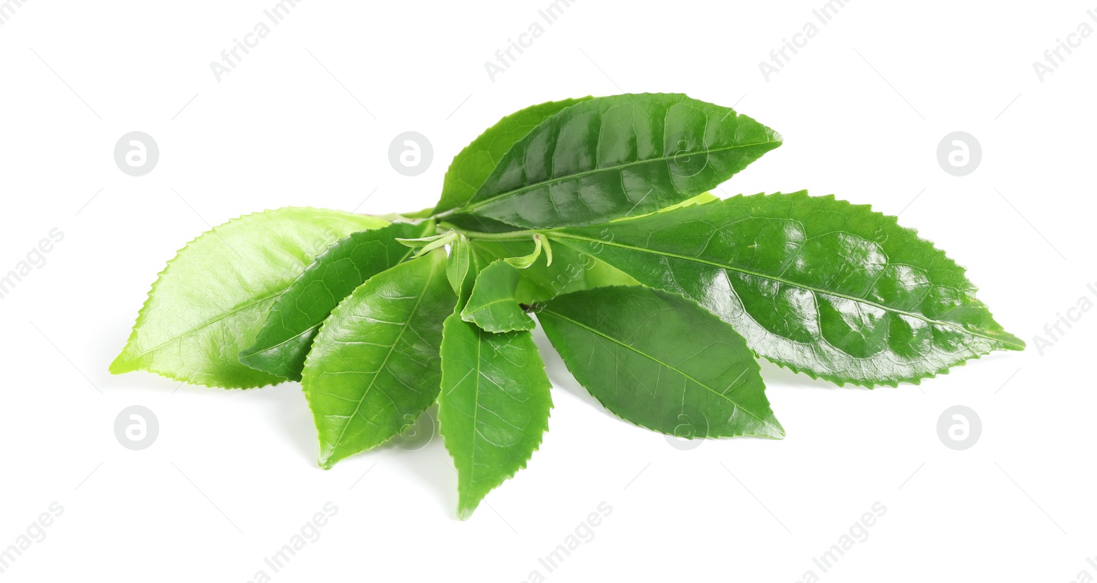 Photo of Green leaves of tea plant isolated on white