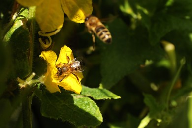 Honeybee collecting nectar from yellow flower outdoors, closeup. Space for text