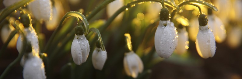 Closeup view of beautiful snowdrops growing outdoors, banner design. First spring flowers