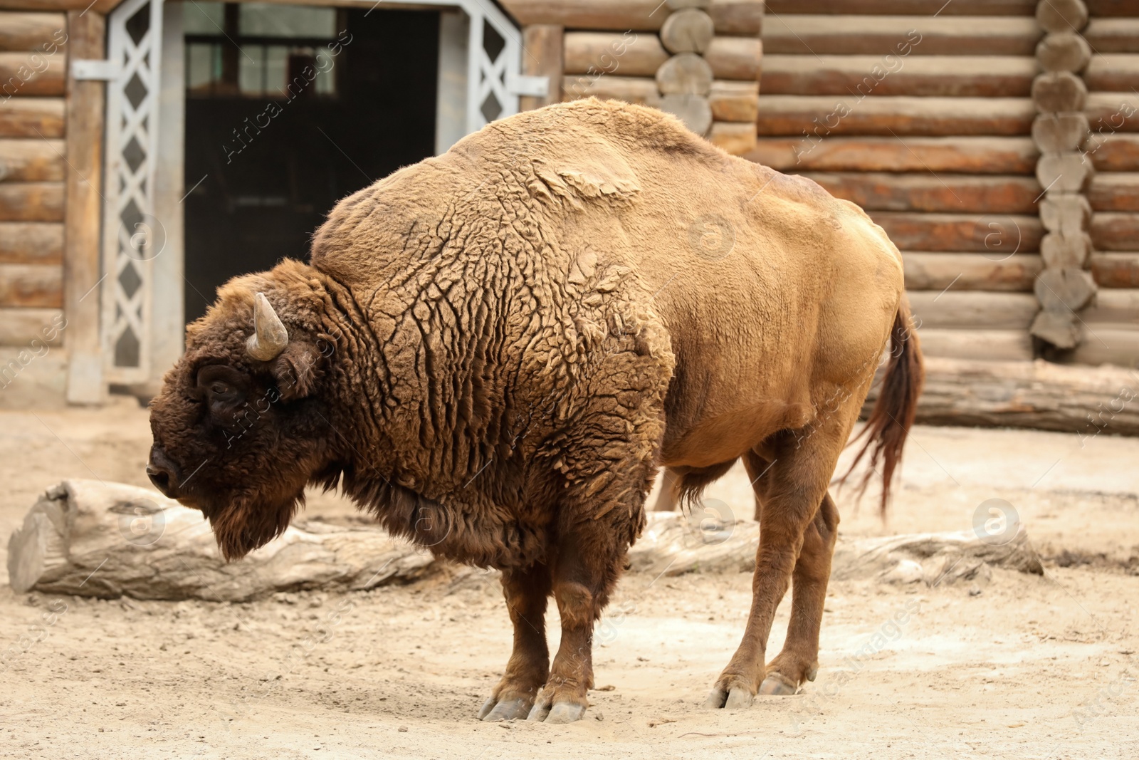 Photo of American bison in zoo enclosure. Wild animal