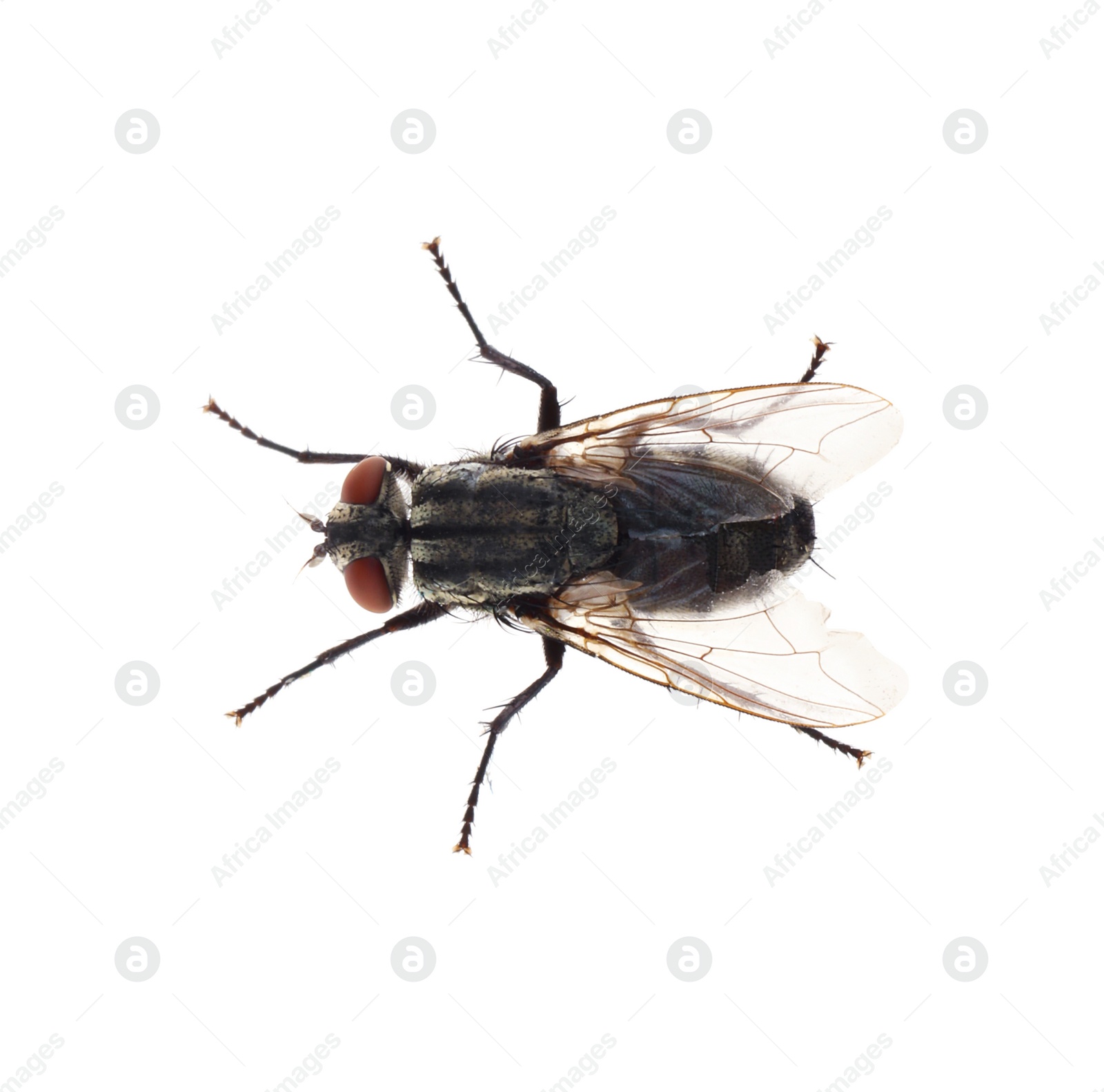 Photo of One common black fly on white background, top view