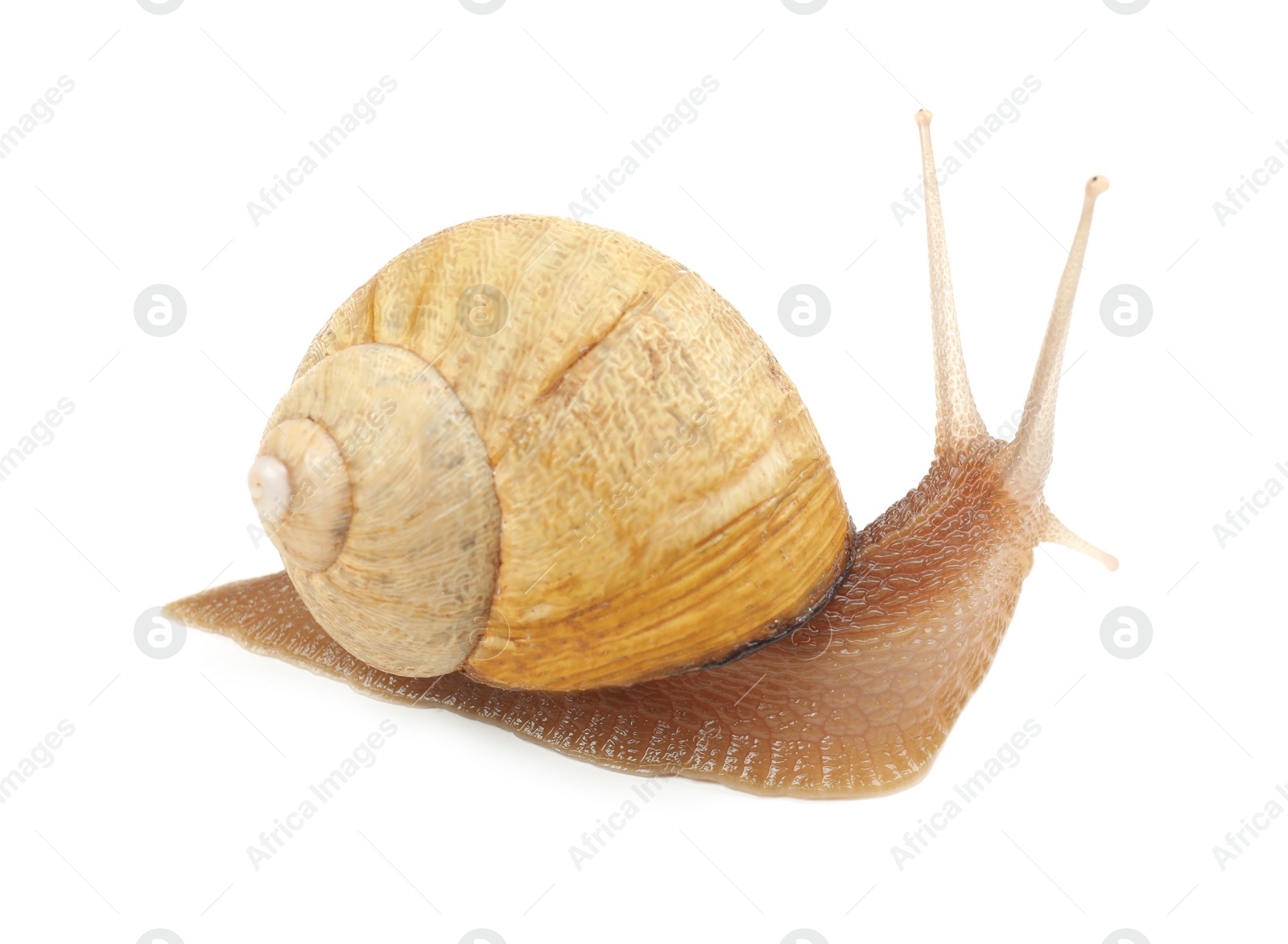 Photo of Common garden snail crawling on white background