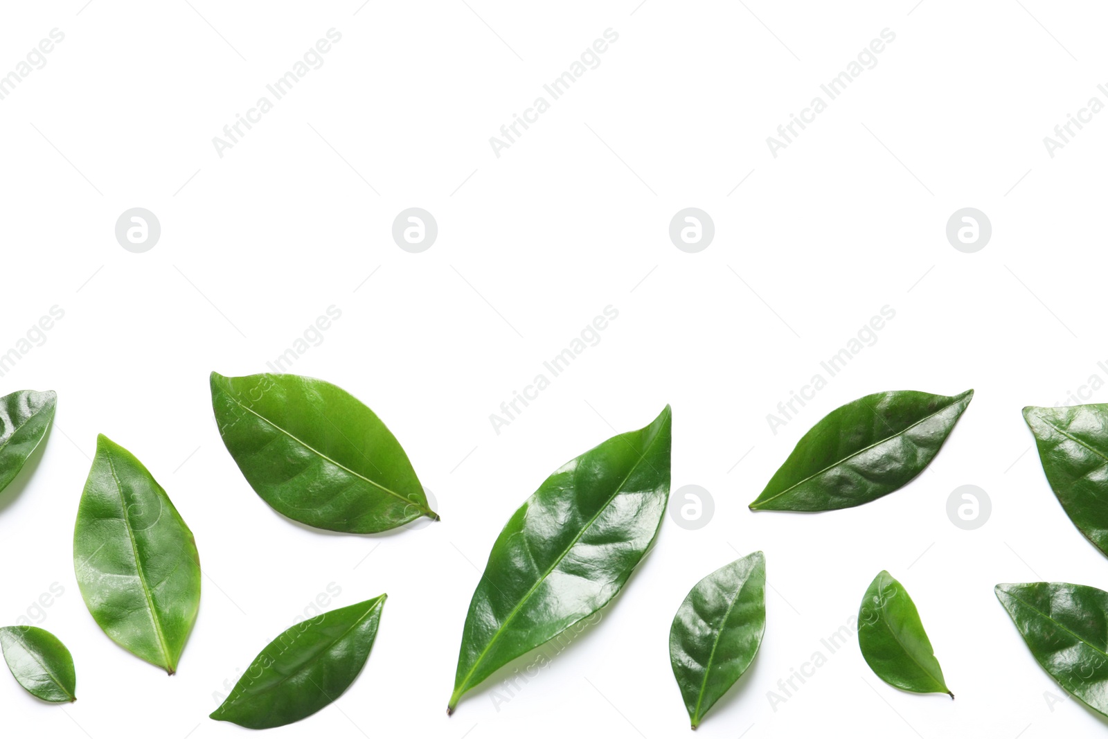 Photo of Fresh green coffee leaves on white background, top view