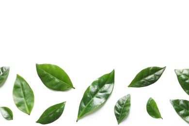 Photo of Fresh green coffee leaves on white background, top view