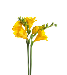 Beautiful yellow freesia flowers on white background