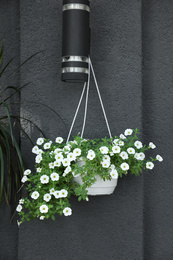 Beautiful white petunia flowers in hanging plant pot near grey wall outdoors