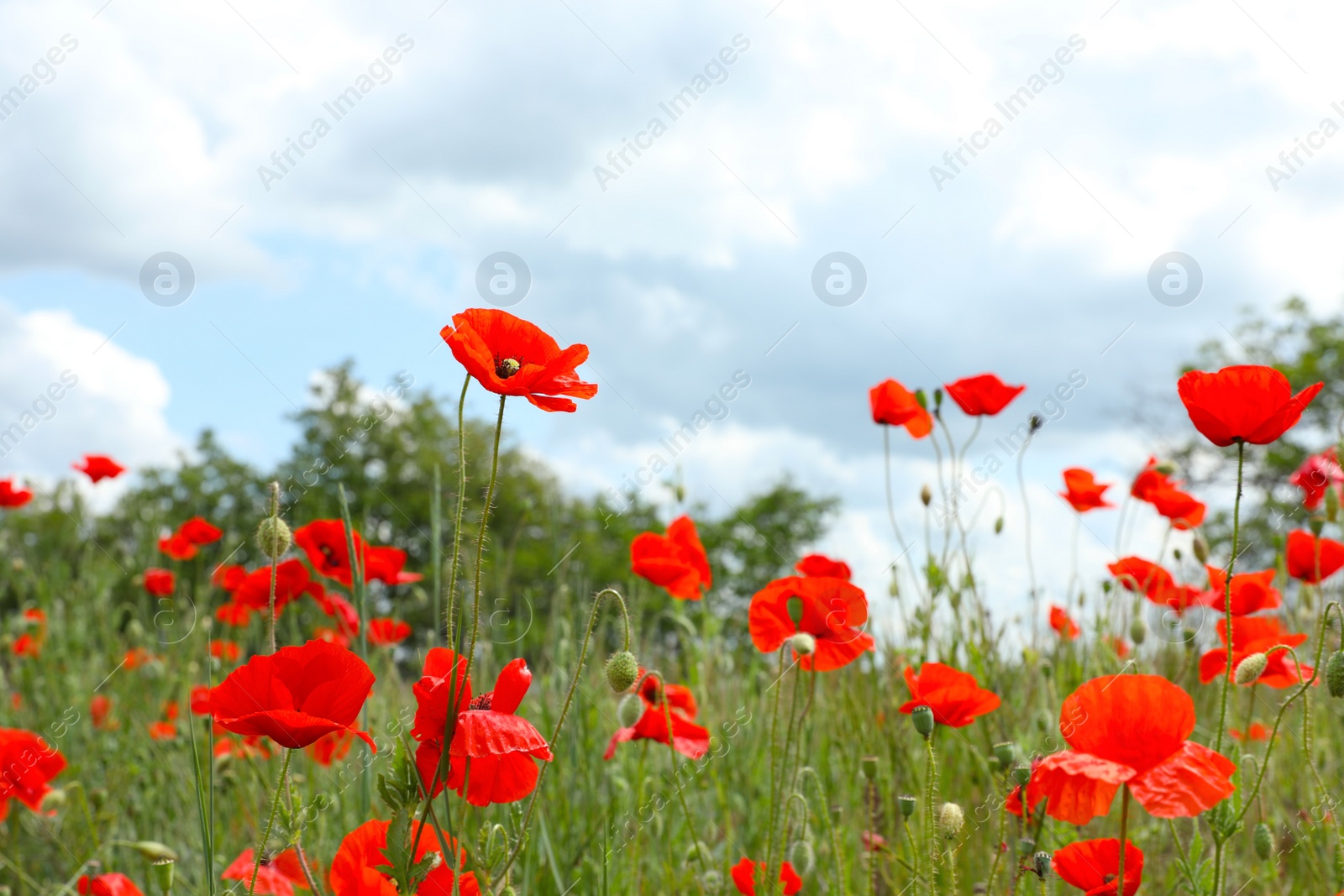 Photo of Beautiful red poppy flowers growing in field