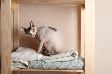 Photo of Cute Sphynx cat on wooden shelf near beige wall indoors