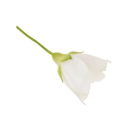 Photo of Beautiful delicate jasmine flower isolated on white