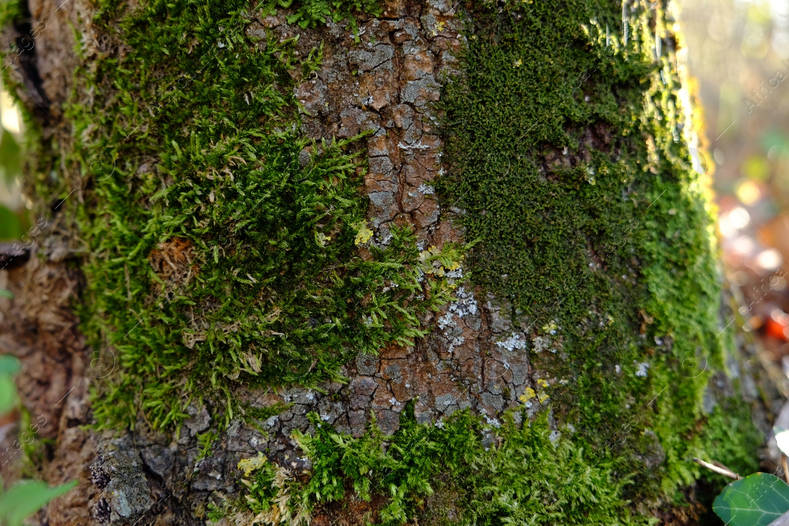 Photo of Beautiful view of green moss on tree in forest, closeup