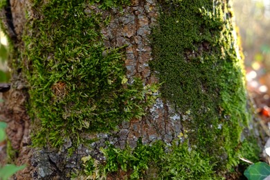 Photo of Beautiful view of green moss on tree in forest, closeup