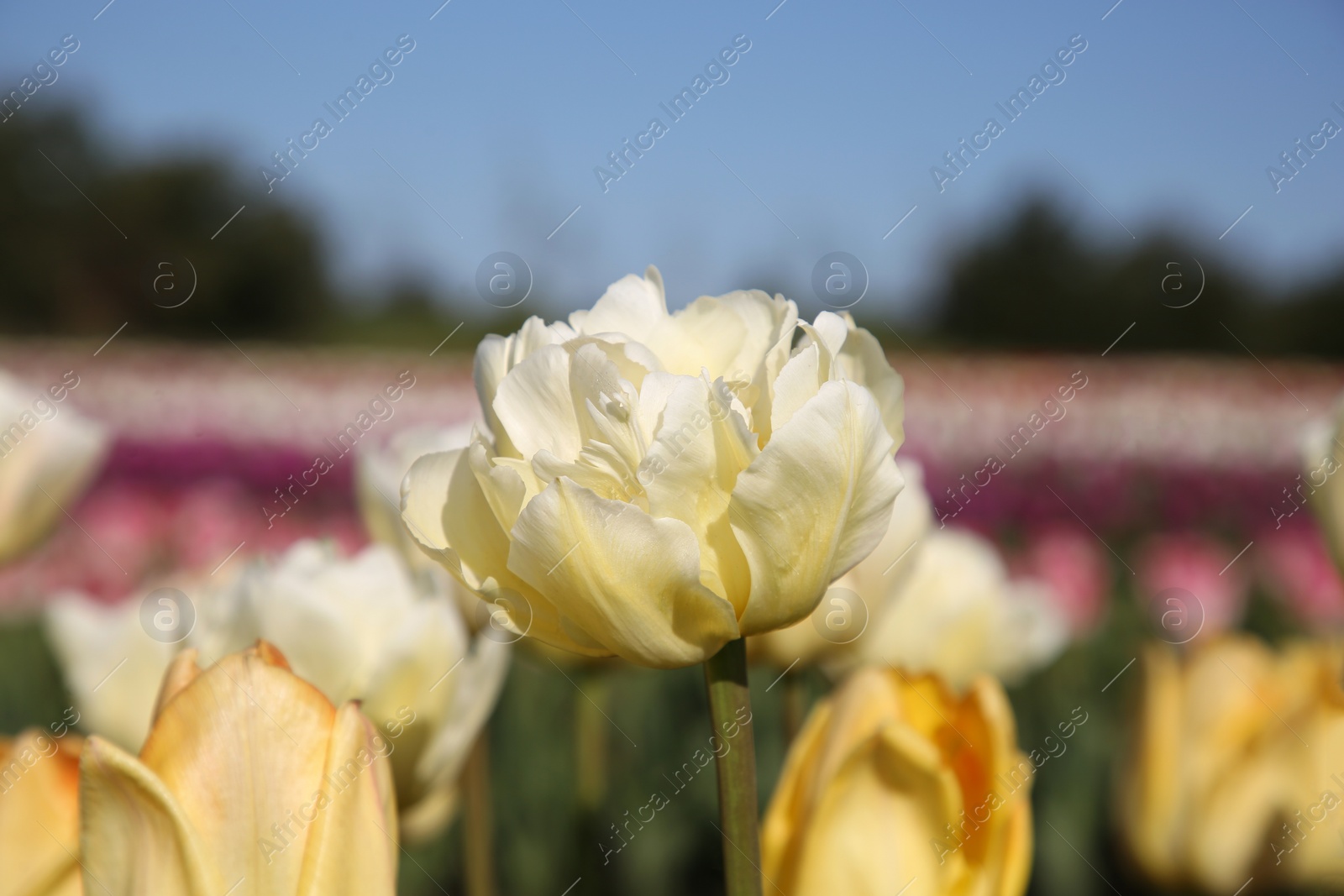 Photo of Beautiful colorful tulip flowers growing in field on sunny day, closeup