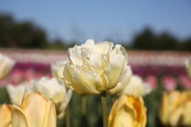 Photo of Beautiful colorful tulip flowers growing in field on sunny day, closeup