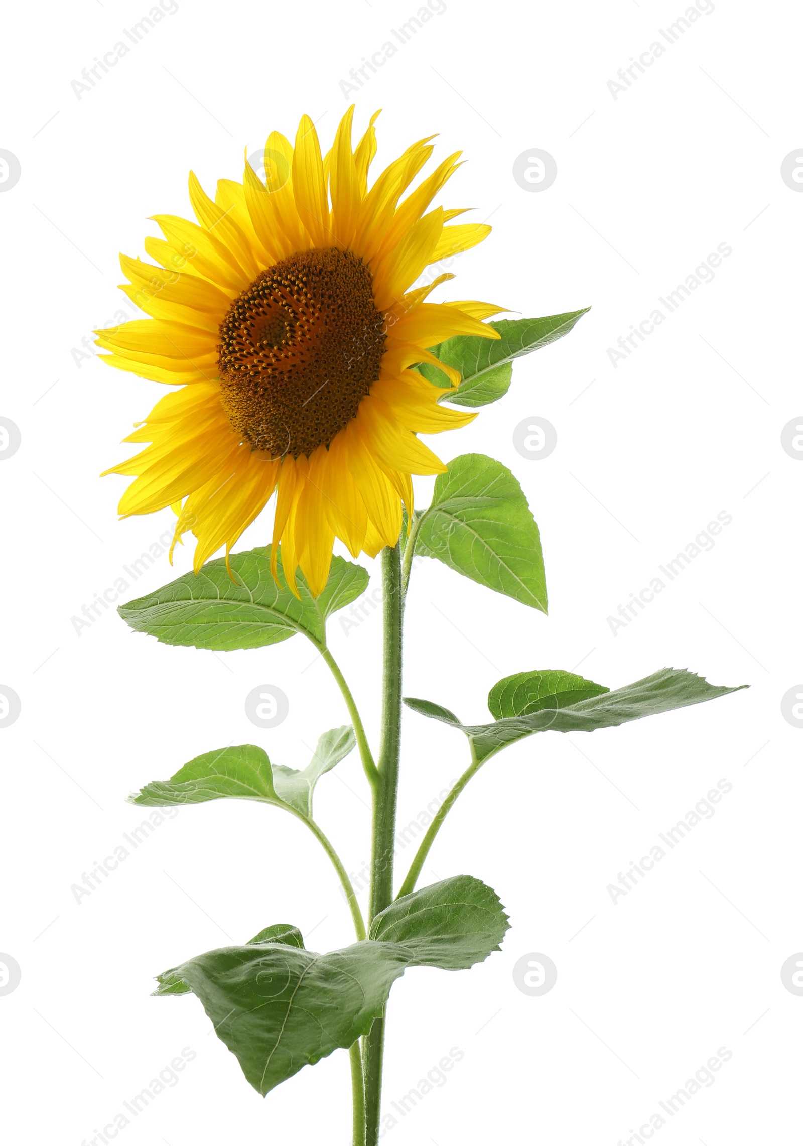 Photo of Beautiful bright blooming sunflower isolated on white