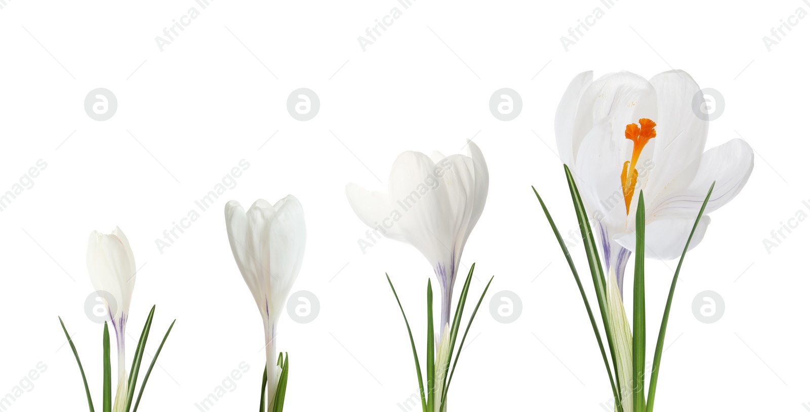 Image of Beautiful spring crocus flowers on white background, banner design. Stages of growth