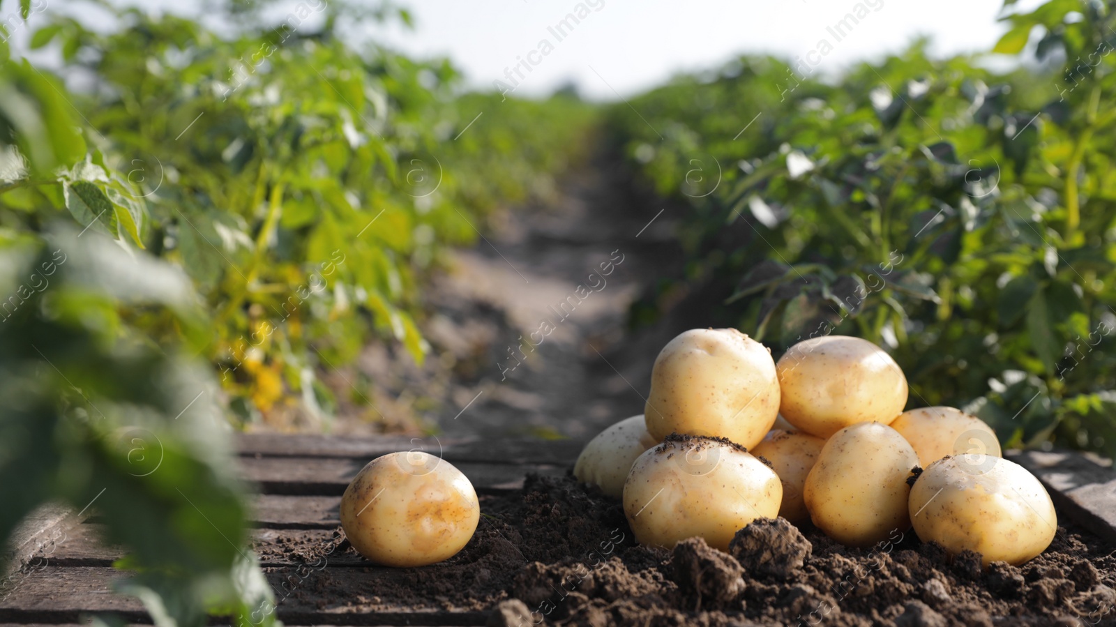 Photo of Pile of ripe potatoes on ground in field