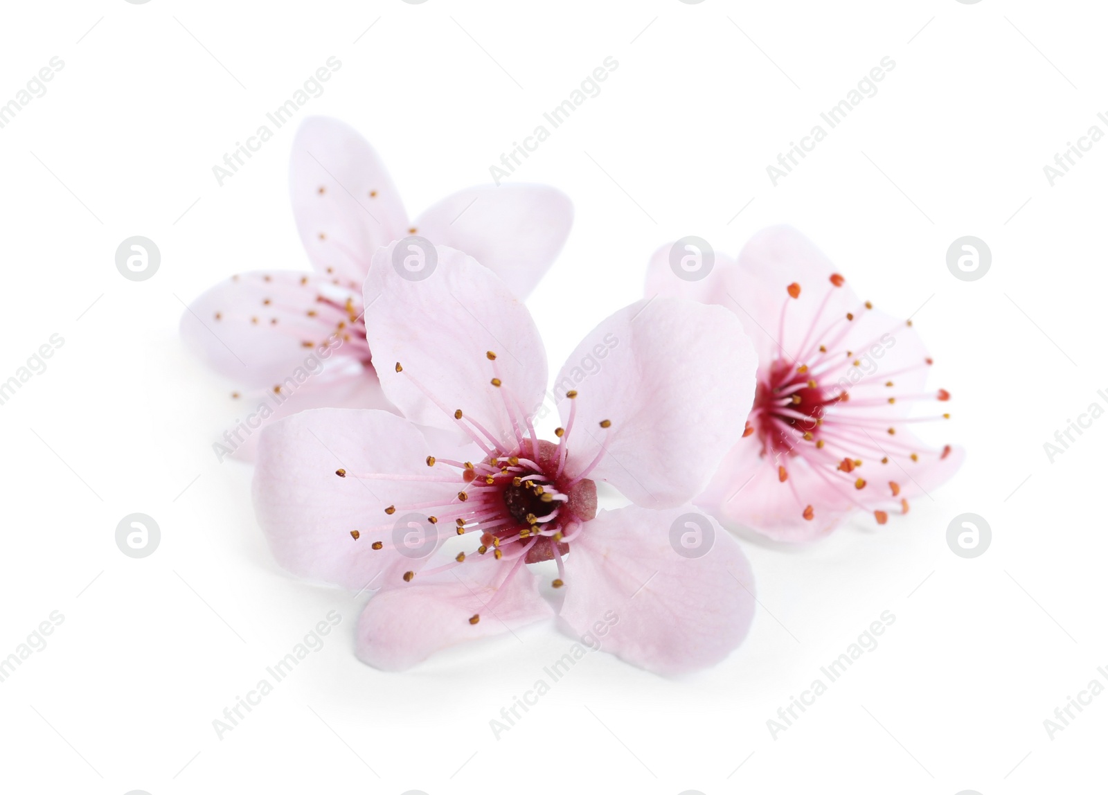 Photo of Beautiful plum blossom isolated on white. Spring season