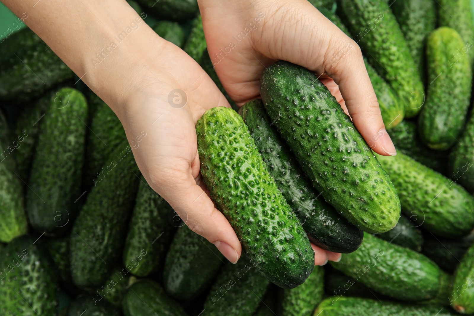 Photo of Woman holding fresh green cucumbers, top view