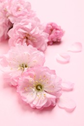 Photo of Beautiful sakura tree blossoms on pink background, closeup