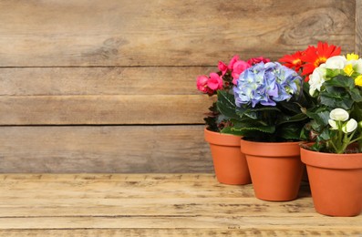 Different beautiful blooming plants in flower pots on wooden table, space for text