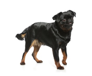 Photo of Adorable black Petit Brabancon dog standing on white background