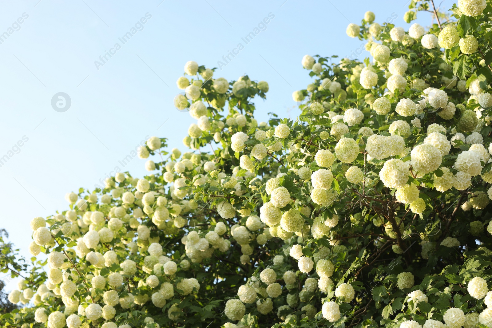 Photo of Beautiful hydrangea plant with white flowers against blue sky outdoors