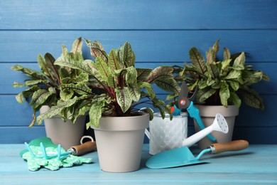 Potted sorrel plants and gardening tools on light blue wooden table