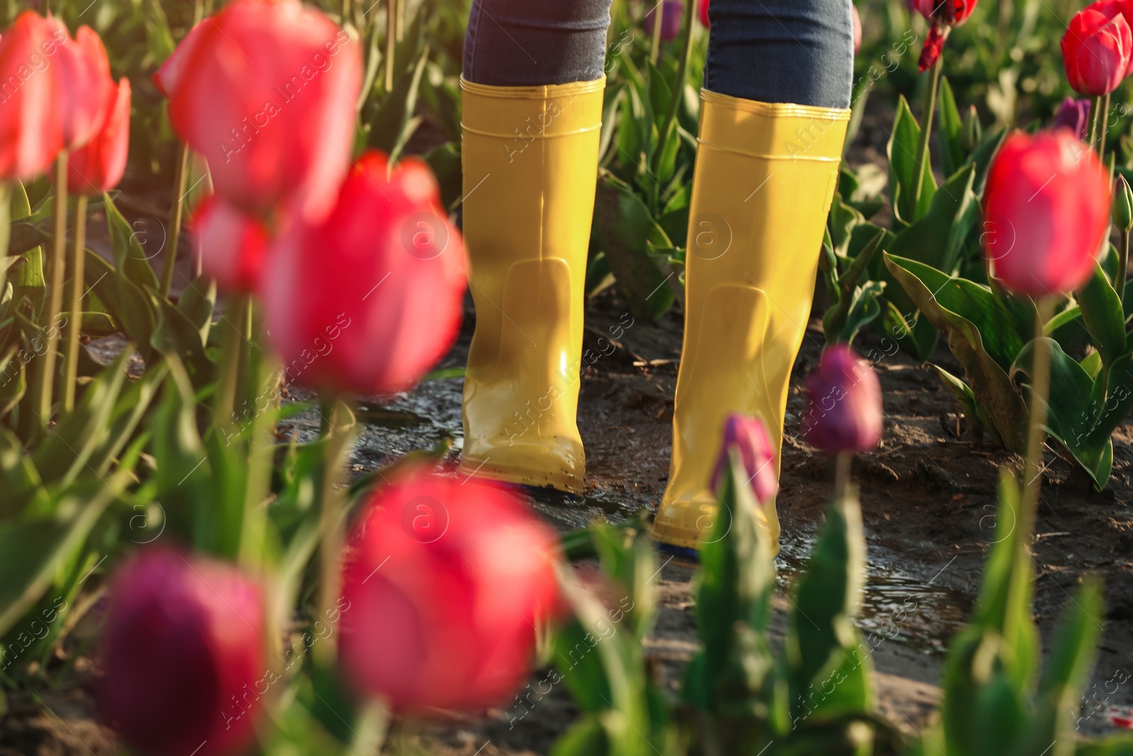 Photo of Woman in rubber boots walking across field with beautiful tulips after rain, closeup