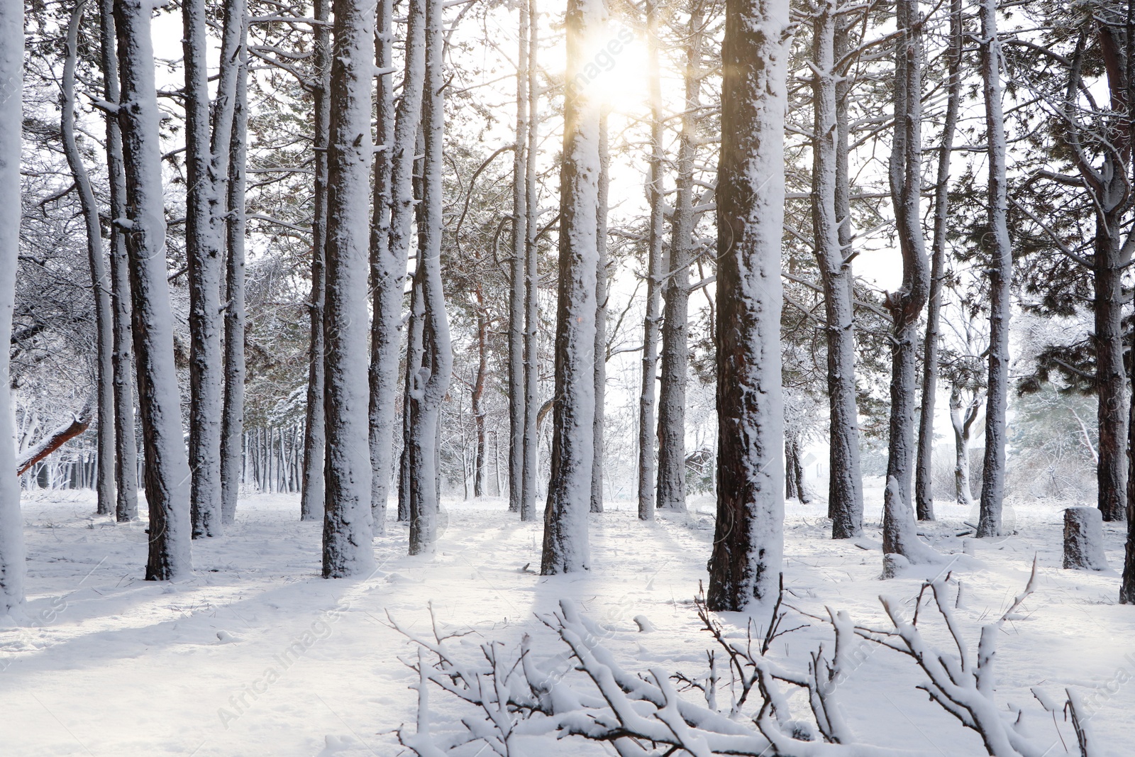 Photo of Picturesque view of beautiful forest covered with snow