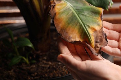 Photo of Man touching houseplant with damaged leaves indoors, closeup