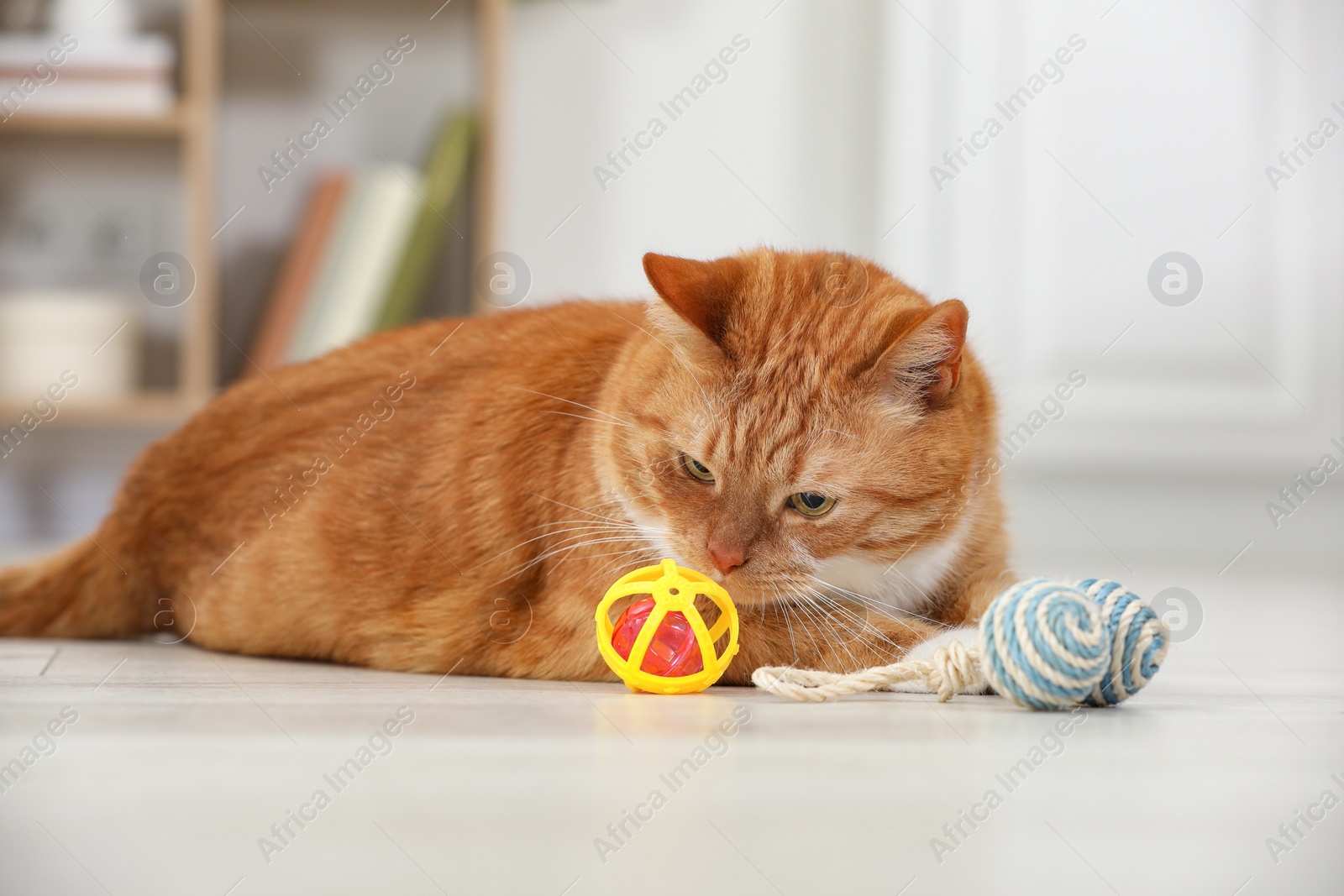 Photo of Cute ginger cat playing with toys at home