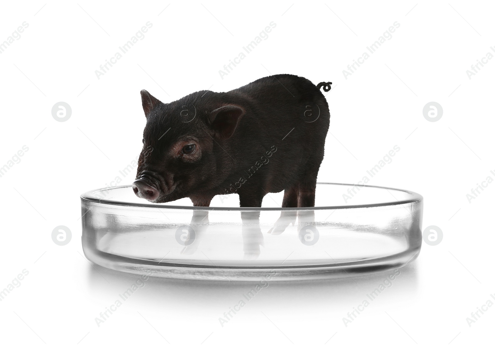 Image of Small pig in Petri dish on white background. Cultured meat concept