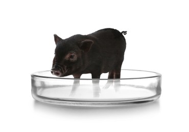 Image of Small pig in Petri dish on white background. Cultured meat concept