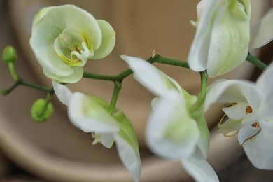 Photo of Beautiful blooming tropical orchid on blurred background, closeup