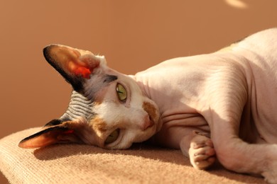 Photo of Cute Sphynx cat resting on chair at home