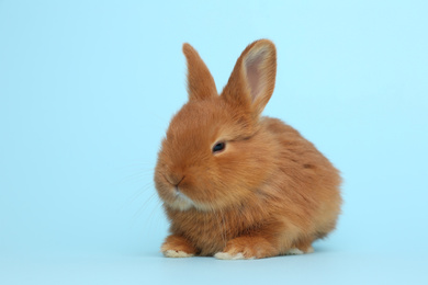 Photo of Adorable fluffy bunny on light blue background. Easter symbol