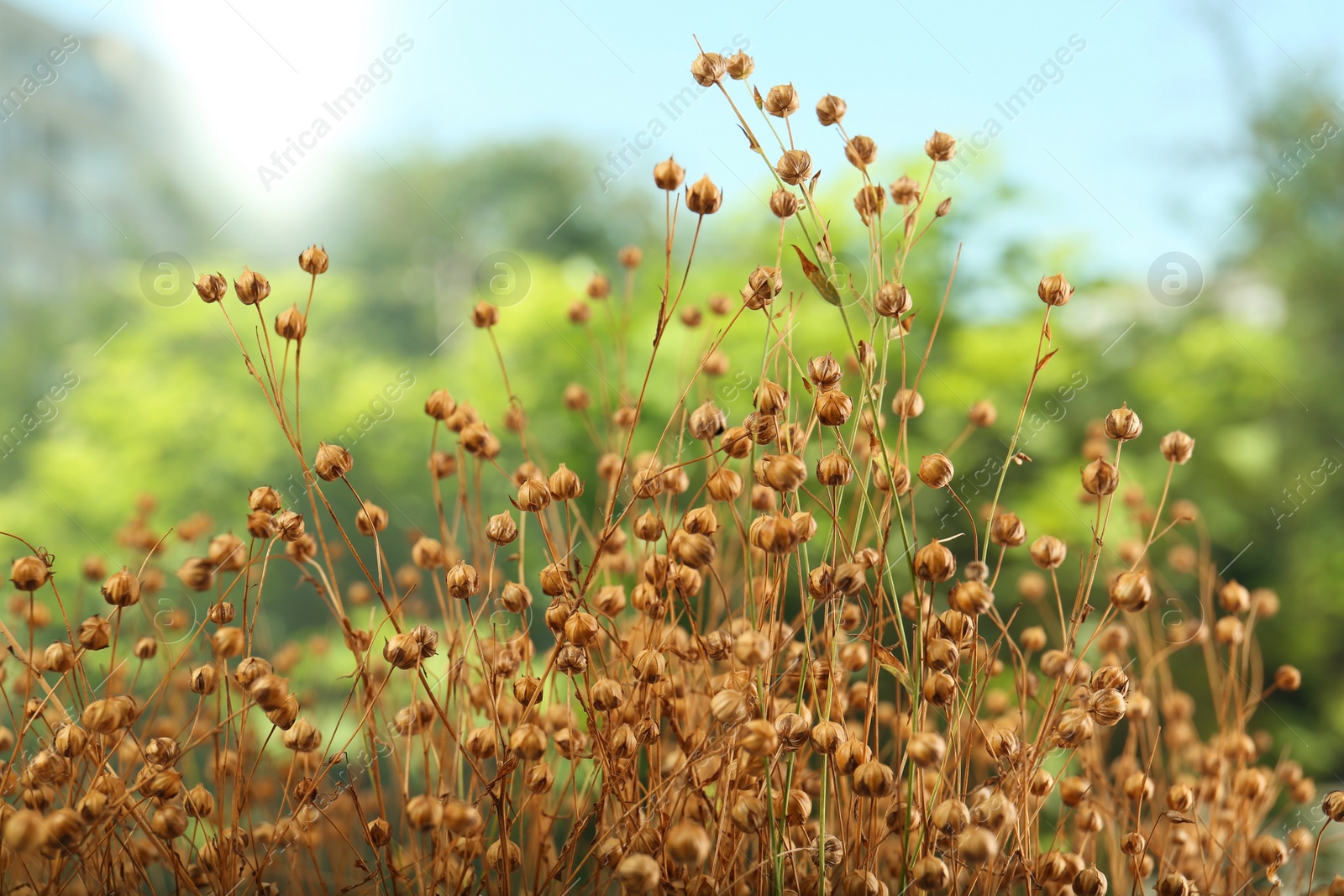 Photo of Beautiful dry flax plants against blurred background
