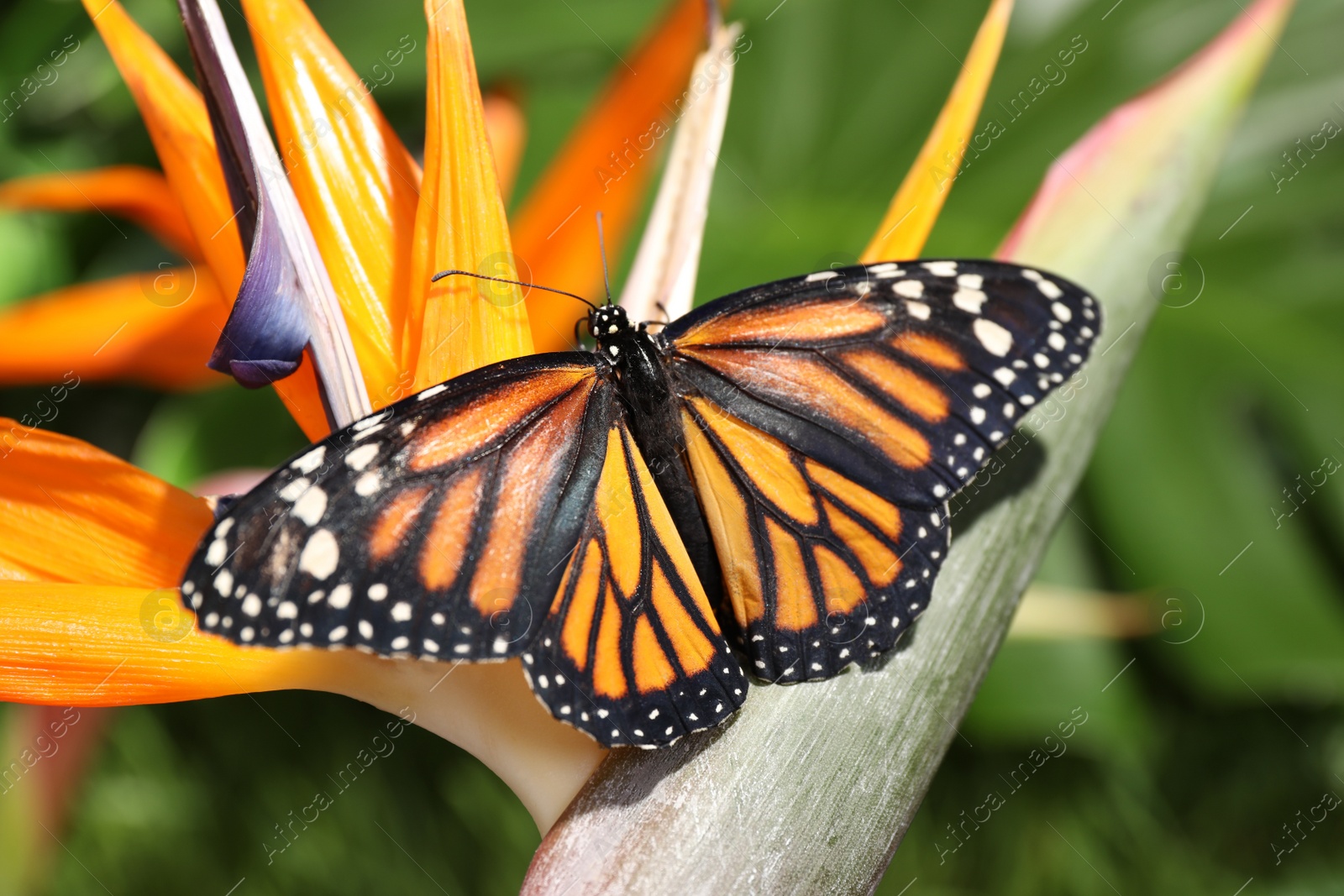 Photo of Beautiful monarch butterfly on flower in garden